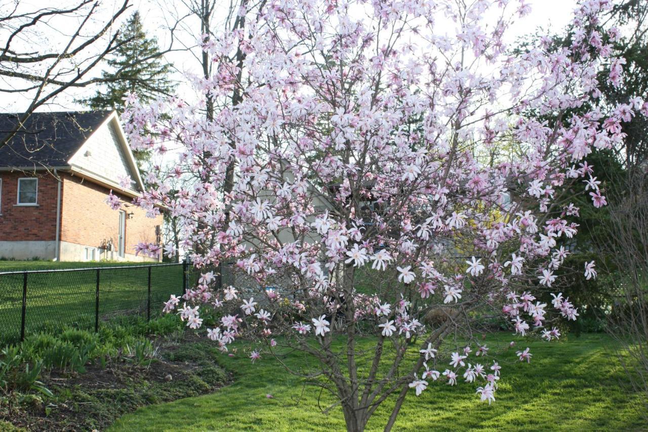 Carrousel Bed & Breakfast Cayuga Екстер'єр фото